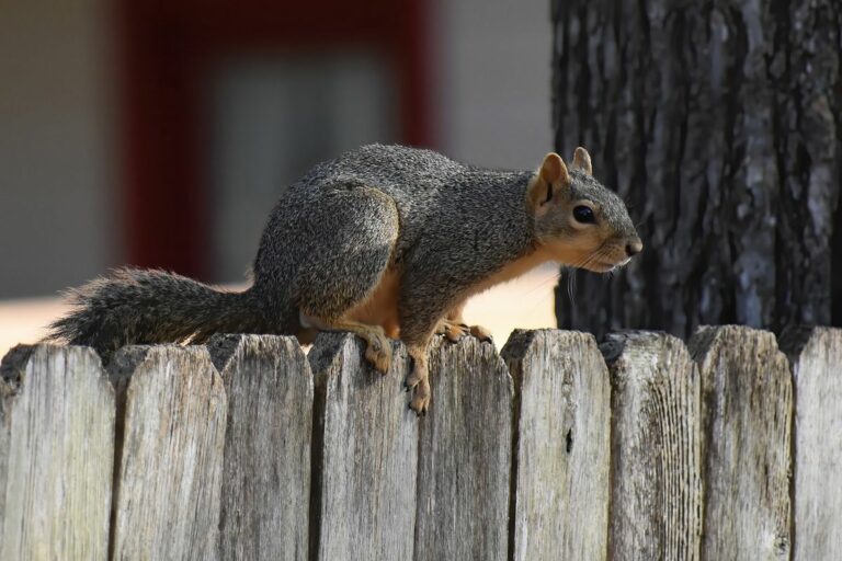 Keeping Squirrels Out of Your Attic