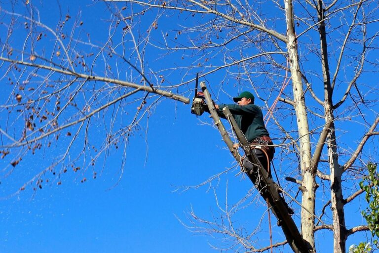 Tree Trimming All Year